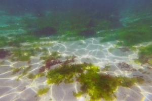 Greenfilled's plankton ingredient protects against oxidative stress