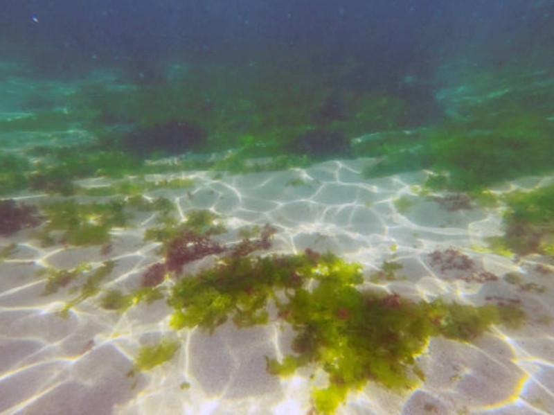 Greenfilled's plankton ingredient protects against oxidative stress