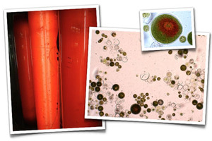 Greensea and Greentech launch astaxanthin