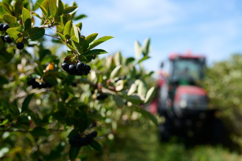 Greenvit launches ARONVIT aronia extract in the US to boost metabolic and heart health