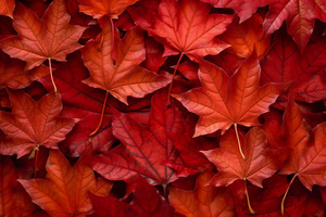 Groupe Berkem expands H2Olixir range with upcycled organic red vine leaf plant water