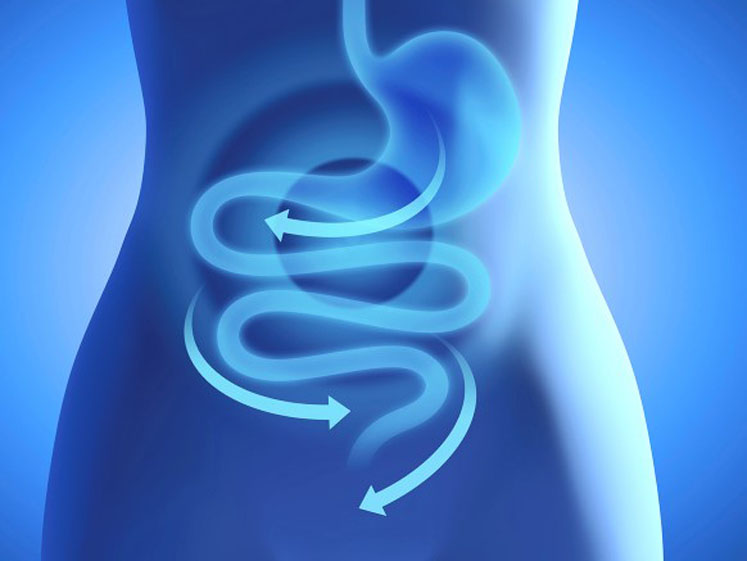 Gut health and the inner defence system

