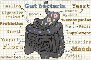 Gut health: formulating for whole body wellness