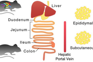 Gut microbiota regulates antioxidant metabolism