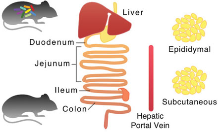 Gut microbiota regulates antioxidant metabolism