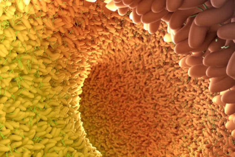 Gut simulator demonstrates impact of HMO on microbiome and metabolites