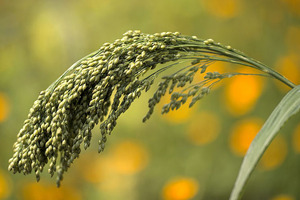 Harnessing the power of millets in the global fight against diabetes
