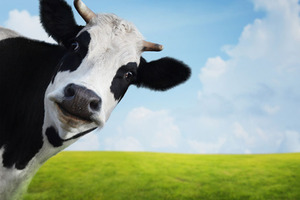 Health and sustainability: dairy's role in greener diets and healthier people
