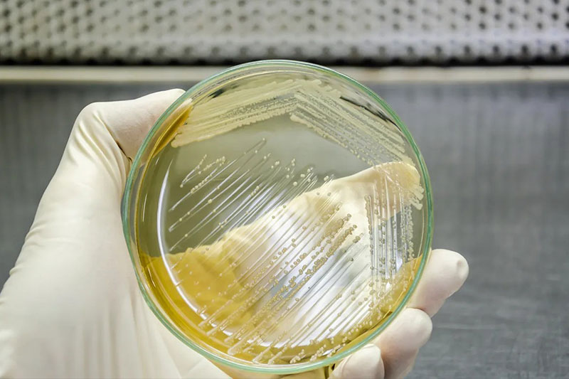 Health Canada recognises Saccharomyces cerevisiae as a source of resveratrol and yeast beta-glucan