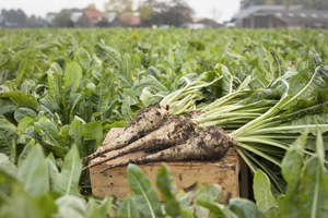 Health claim in Thailand for bifidogenic effect chicory root fibre