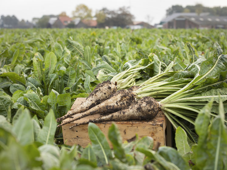 Health claim in Thailand for bifidogenic effect chicory root fibre