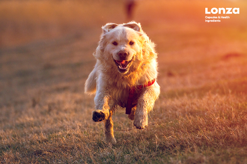 Help pets stay active with UC-II® undenatured type II collagen