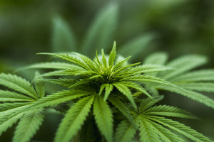 Hemp and coffee proteins: a new paradigm for modern nutrition
