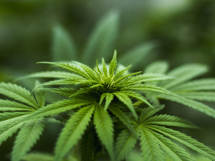 Hemp and coffee proteins: a new paradigm for modern nutrition
