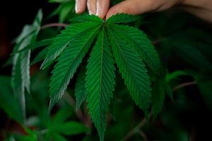 Hemp hull: the beneficial ingredient bursting with bioactives for gut and liver health