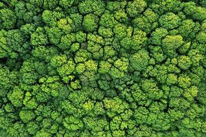 Herbalist & Alchemist Achieves 96% Waste Diversion in 2024 Sustainability Report
