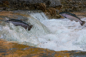 Hofseth gets NDI nod from FDA for Norwegian Atlantic salmon extracts