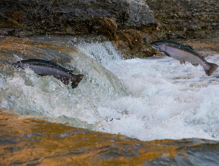Hofseth gets NDI nod from FDA for Norwegian Atlantic salmon extracts