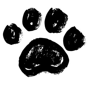 Host Defense launches new functional mushroom supplement for pets