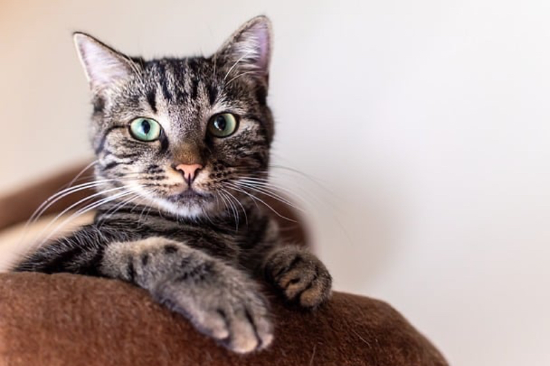 How a Japanese pagoda extract can reduce oxidative stress in pets