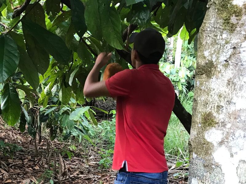 How Amazonian farms supply Clariant with ingredients
