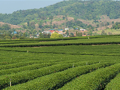 How herbal products manufacturers are holding themselves to higher standards