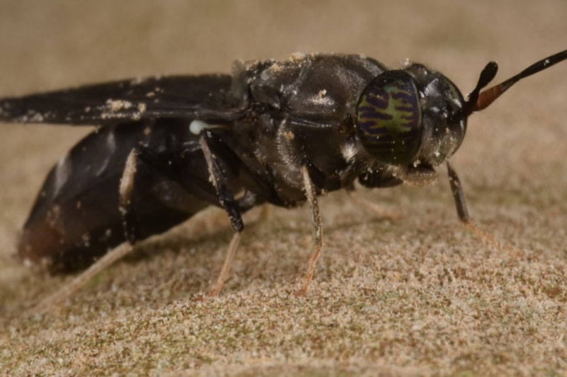 How insect oil could revolutionise animal wellness