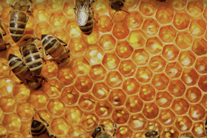 How technology can be used to combat honey fraud
