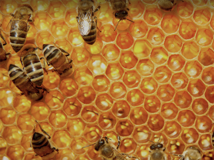 How technology can be used to combat honey fraud
