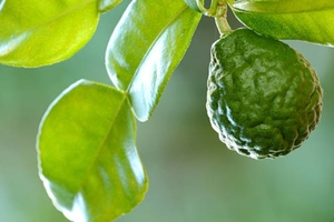 HP Ingredients' bergamot extract obtains GRAS certification
