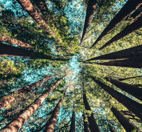 IADSA adopts sustainability principles for supplement sector
