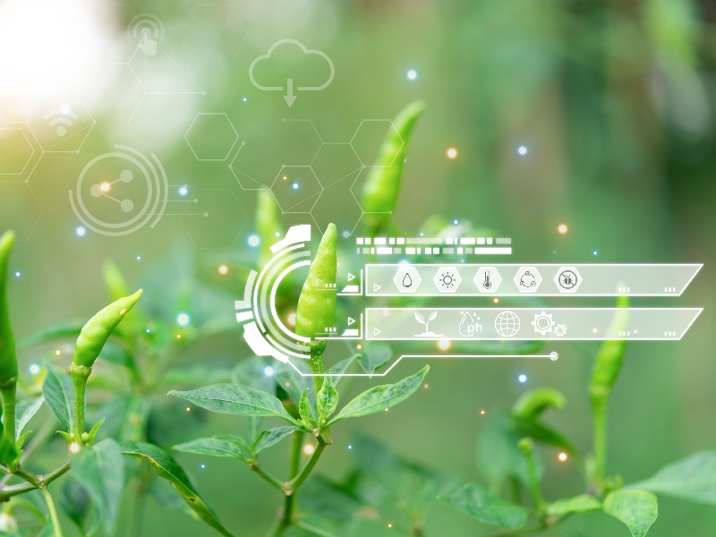 ICL partners Agrematch novel crop nutrition solutions via AI