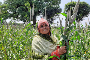 ICRISAT and partners announce the release of the world’s first three-way pearl millet hybrid