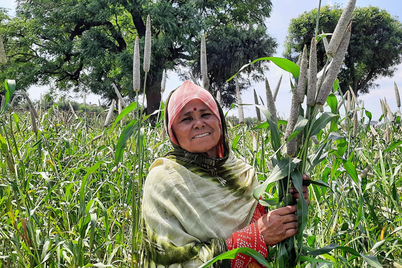 ICRISAT and partners announce the release of the world’s first three-way pearl millet hybrid