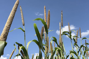 ICRISAT releases first-ever biofortified pearl millet for Zimbabwe and the ESA region