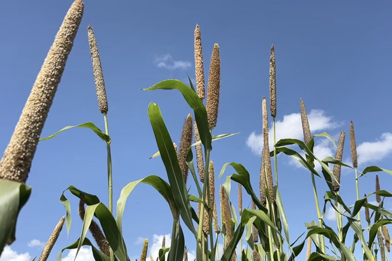 ICRISAT releases first-ever biofortified pearl millet for Zimbabwe and the ESA region