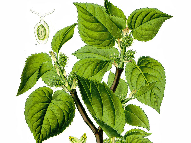 Identifying virus killers in ancient medicinal plants
