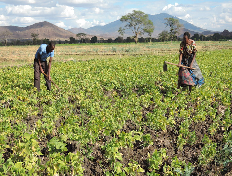 IFAD supports sustainable agriculture in Tanzania