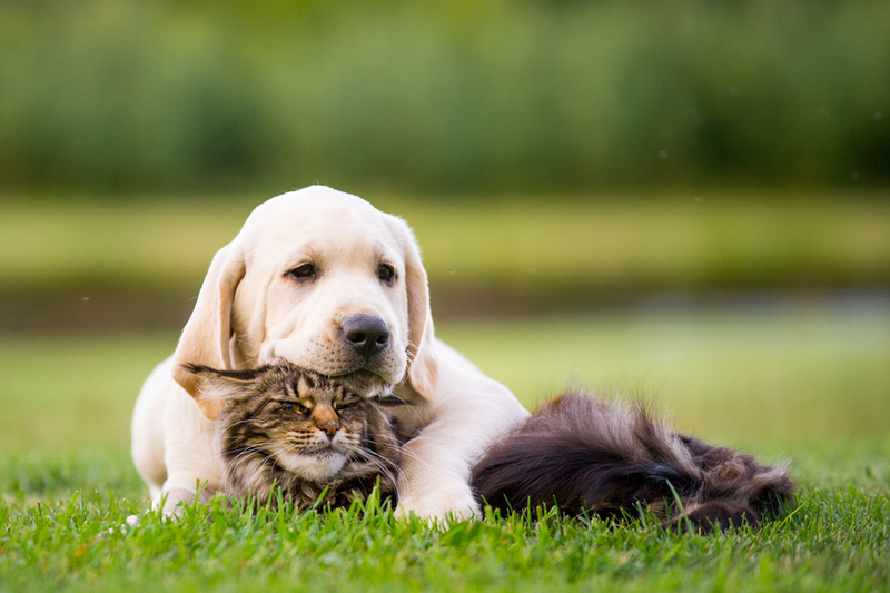 IFF launches new pet ingredients for gut wellness and hydration