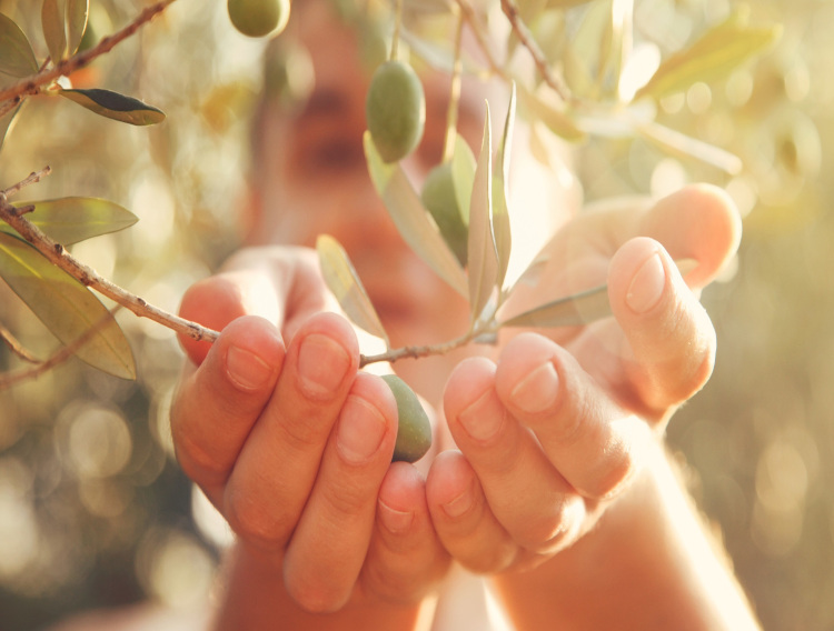 IFF’s olive leaf extract now Non-GMO Project verified