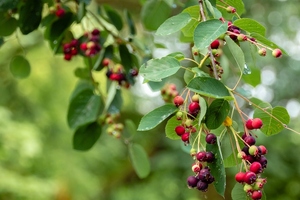 Immudyne partners with Asiros to launch blackberry extract