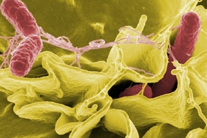Imprecise iron supplementation can increase Salmonella