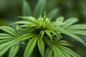 Indena authorised to produce CBD in Italy