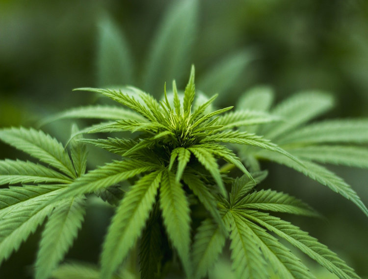 Indena authorised to produce CBD in Italy