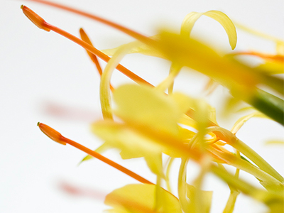 Indena combines ginger and Acmella in Mitidol for effective pain relief