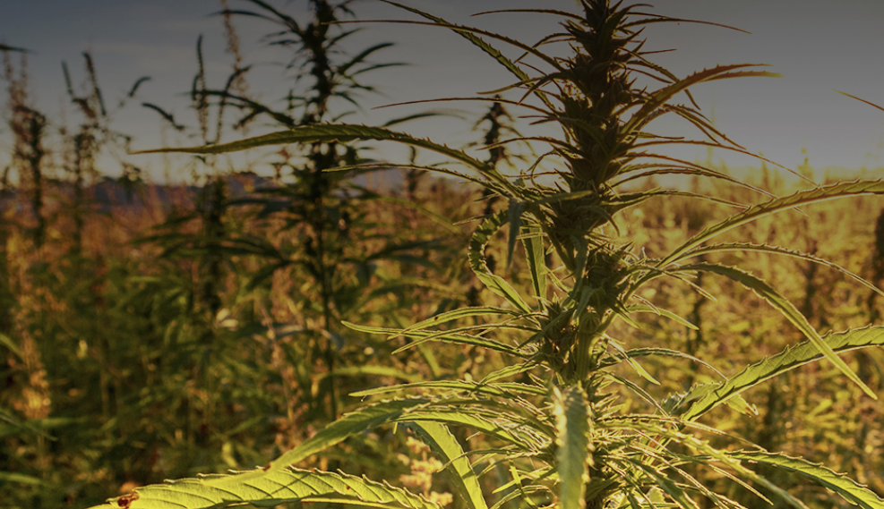 Indena first globally to secure European Certificate of Eligibility for CBD