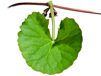 Indena publishes monograph on new uses of Centella asiatica 