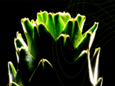Indena releases third episode of Phytocast podcast