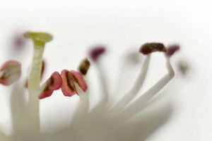 Indena sells cosmetic business to focus on pharma and health food