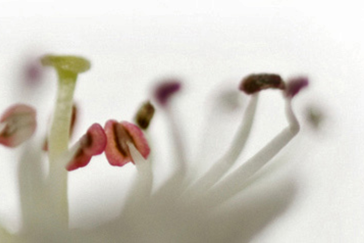 Indena sells cosmetic business to focus on pharma and health food